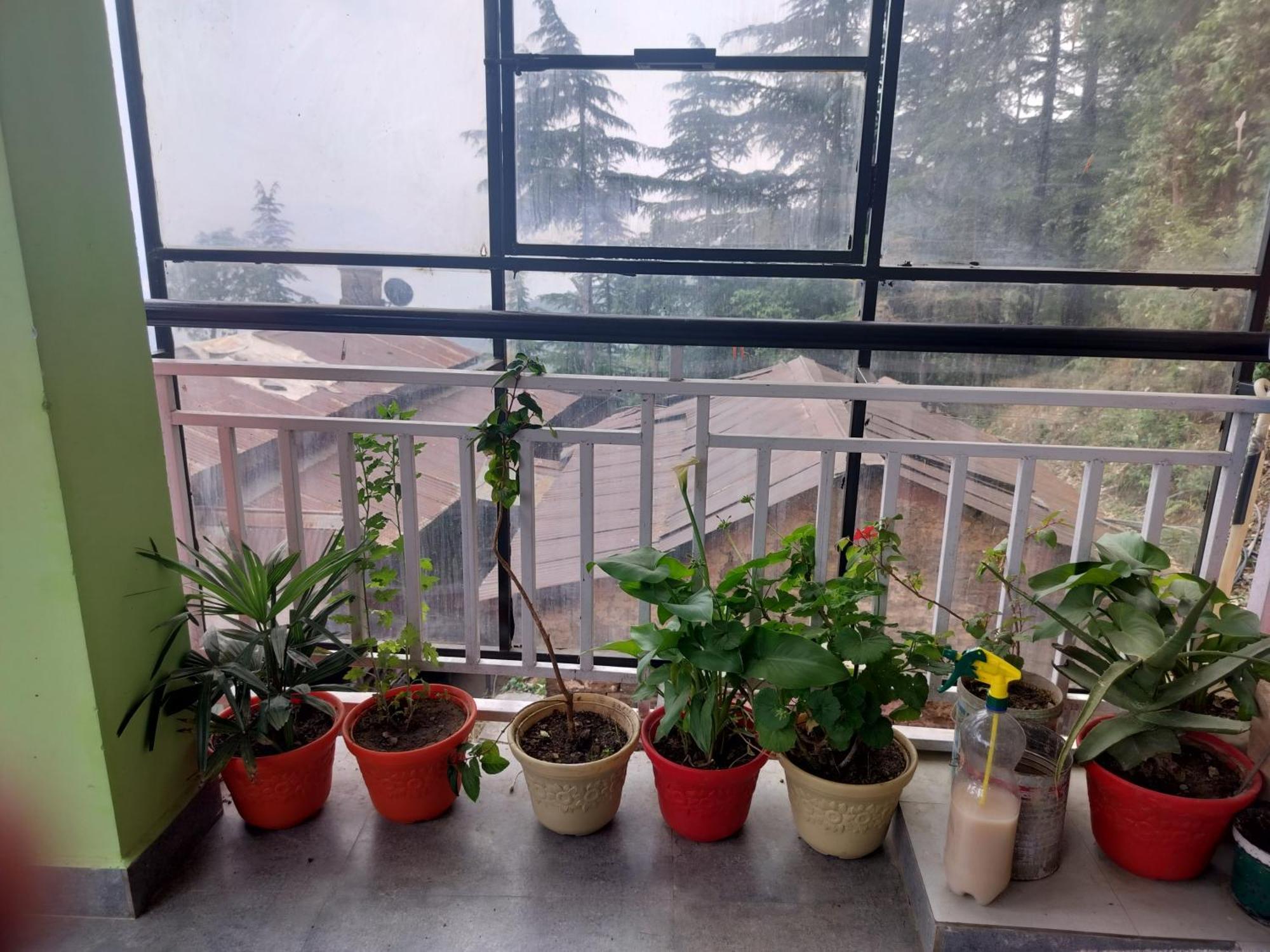 Tree Valley Homestay Chail Ngoại thất bức ảnh