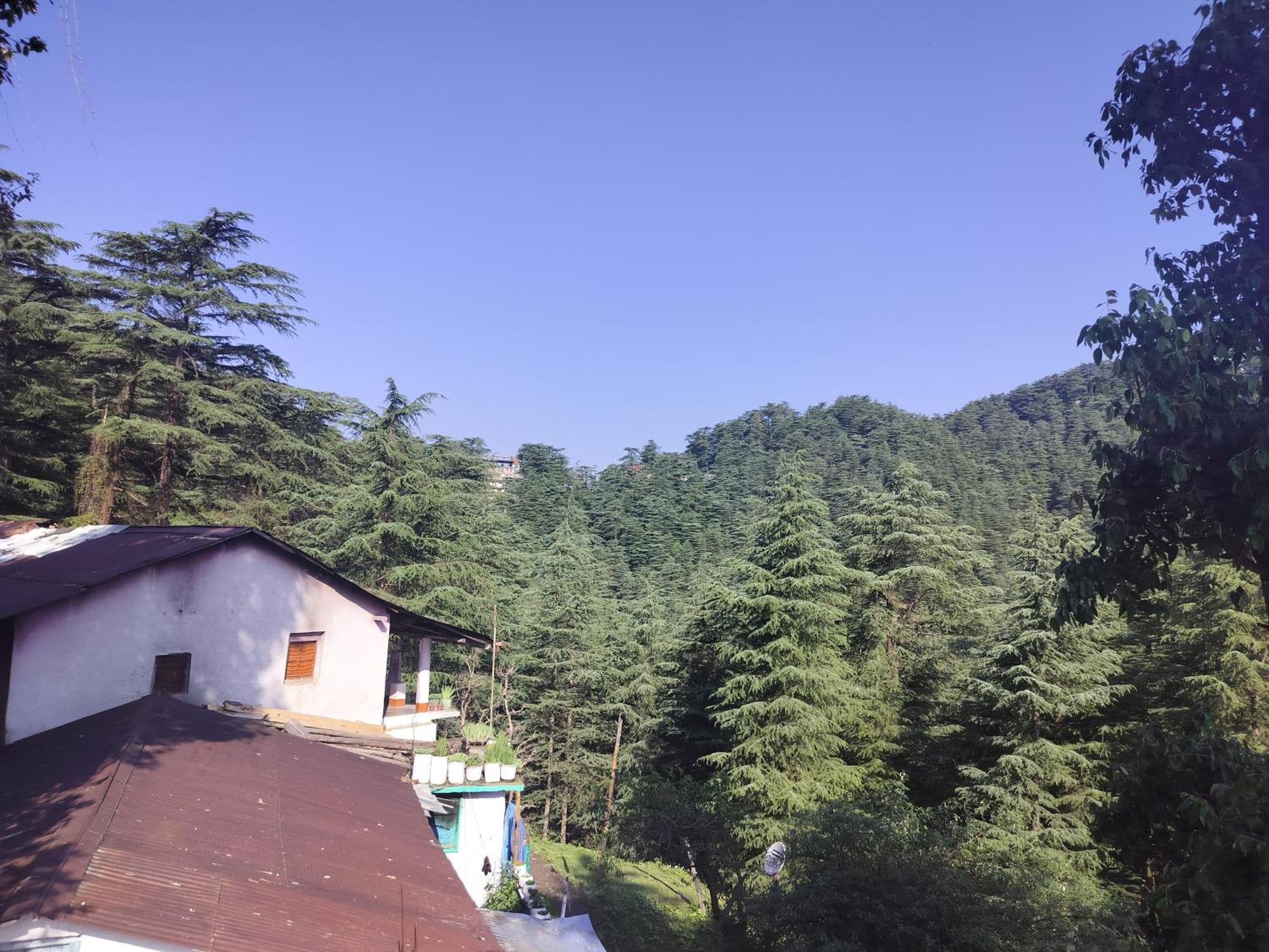 Tree Valley Homestay Chail Ngoại thất bức ảnh