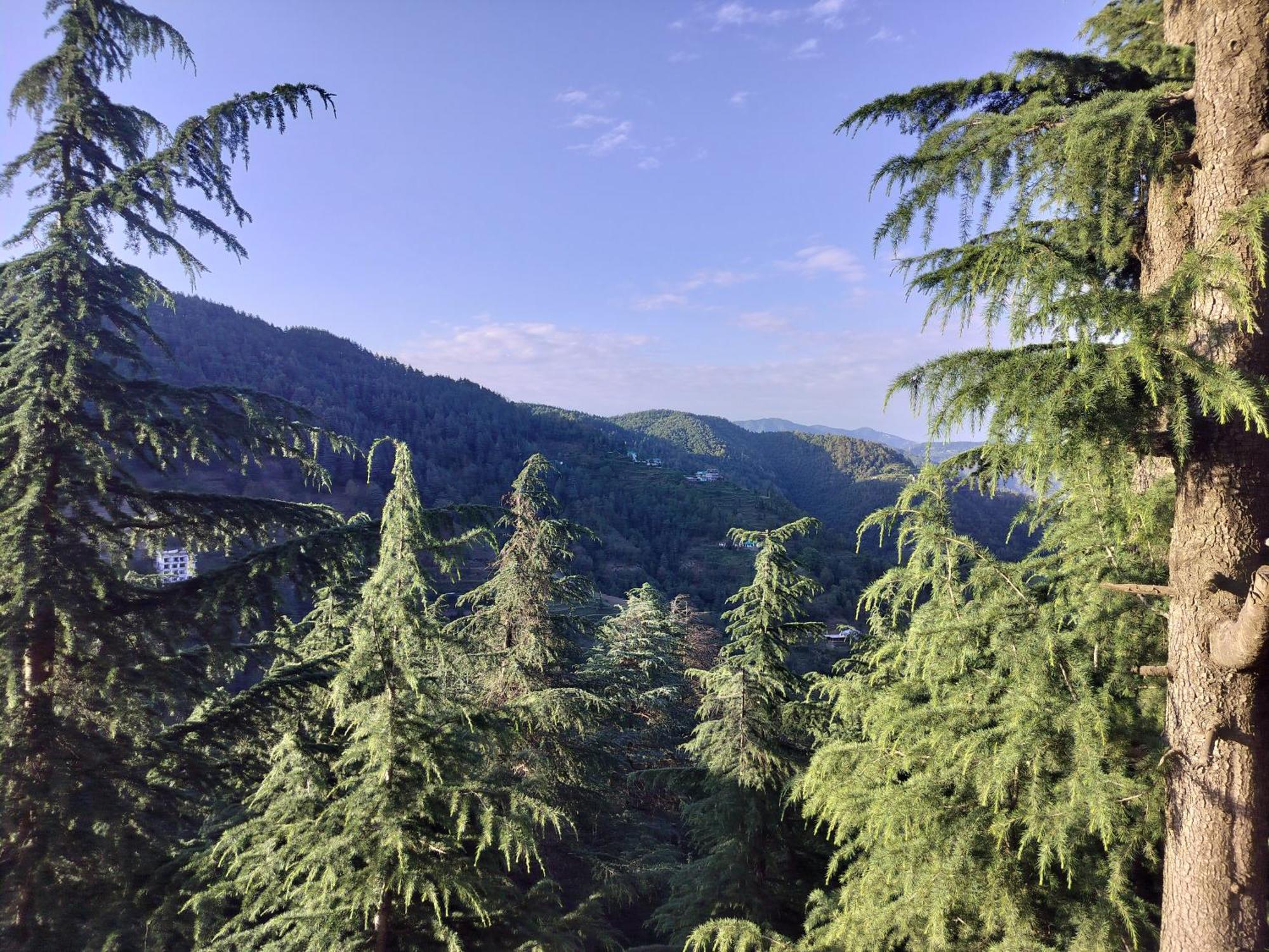 Tree Valley Homestay Chail Ngoại thất bức ảnh